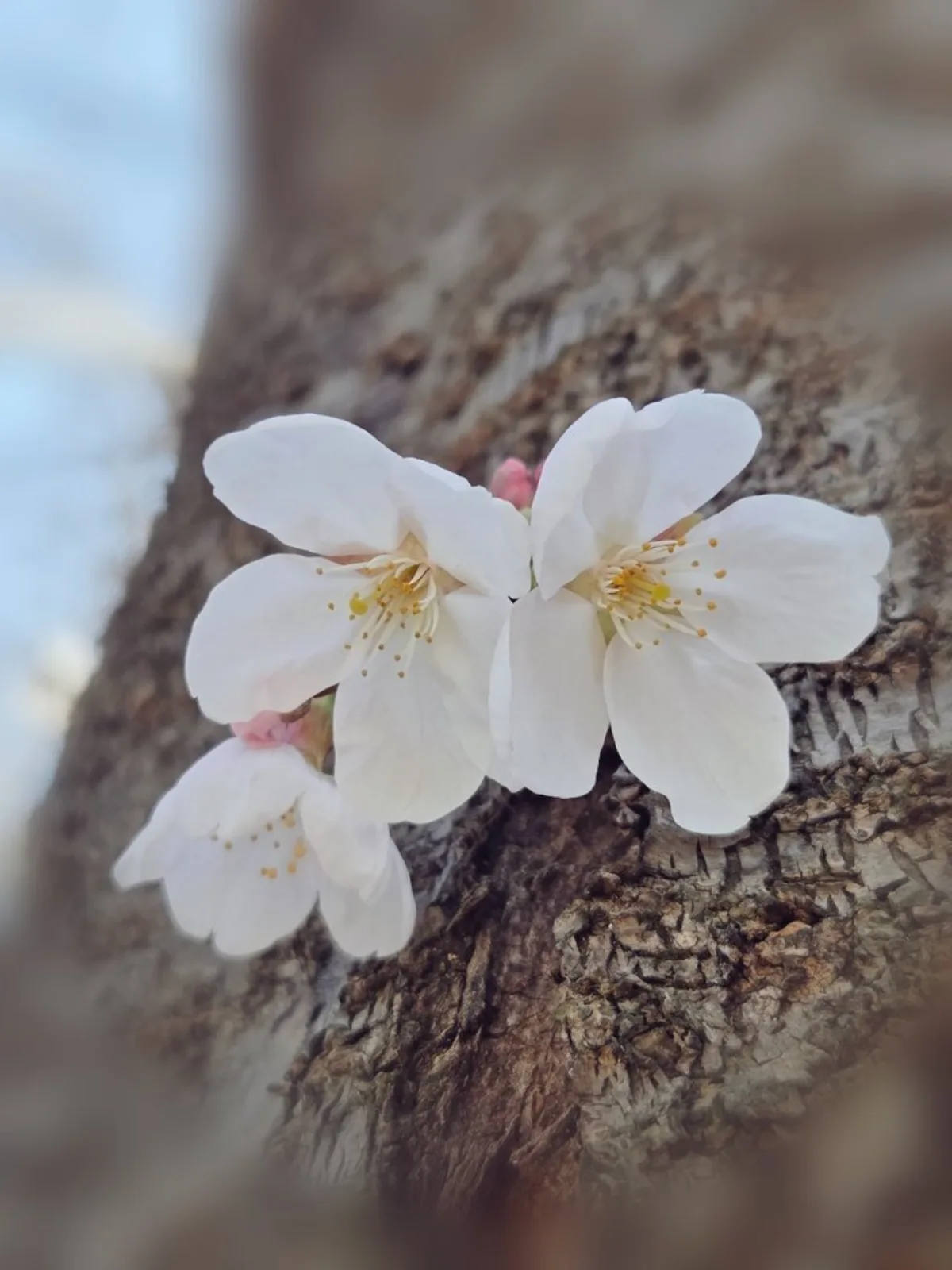 Small Spring with Cherry Blossoms - Hero Style