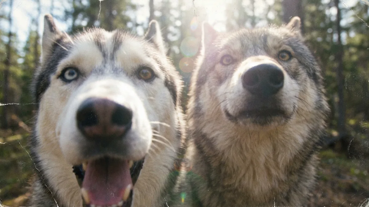 Generate a selfie photo of a husky and a wolf together, no phone visible, just t