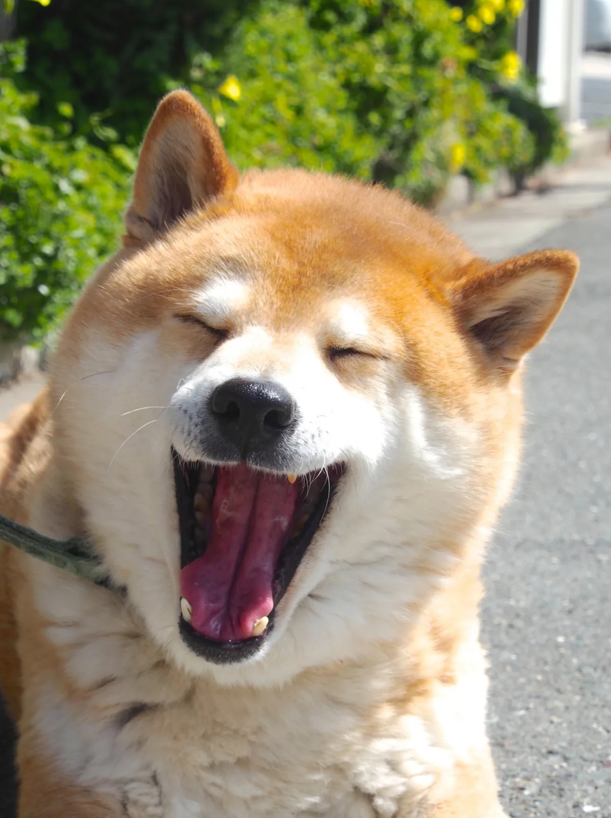 定制抓娃娃机