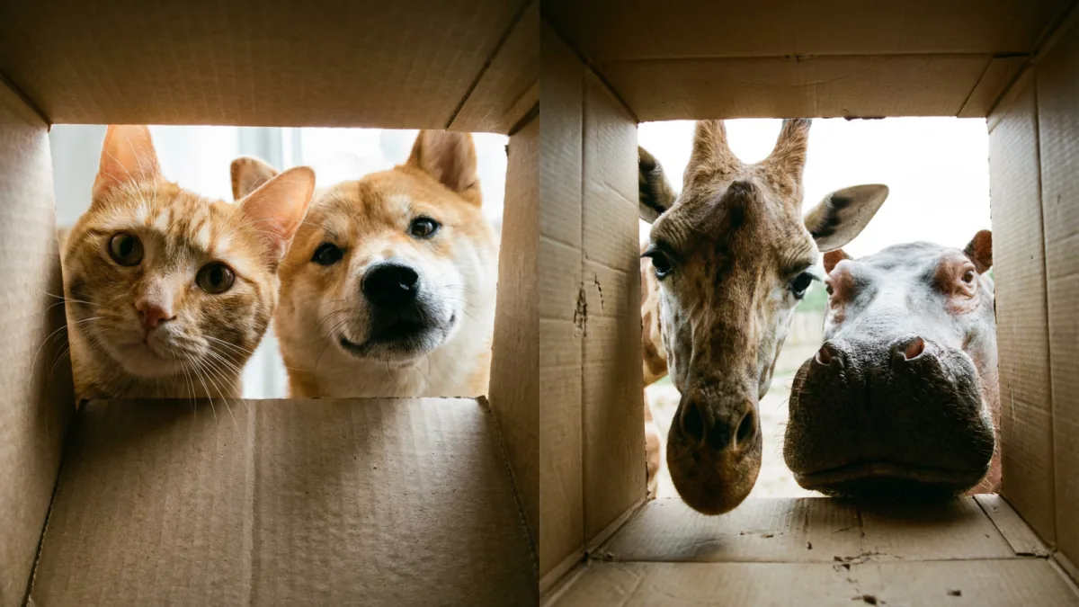 [An orange cat and a Shiba Inu] peering into a cardboard box, showing a first-pe